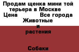 Продам щенка мини той терьера в Москве  › Цена ­ 5 000 - Все города Животные и растения » Собаки   . Мордовия респ.